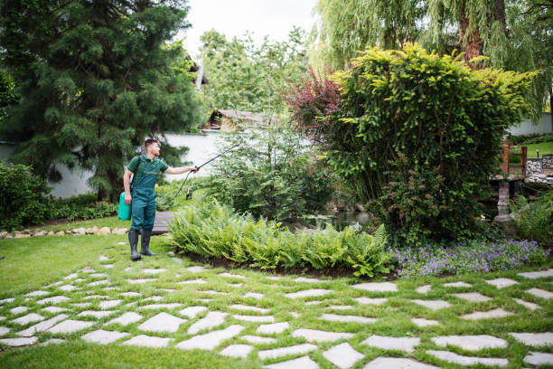 Best Ant Control Services  in Manassas Park, VA