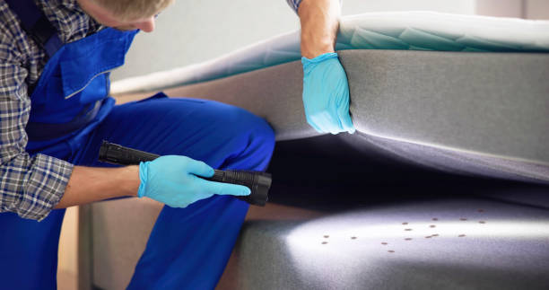 Best Wasp Removal Services  in Manassas Park, VA